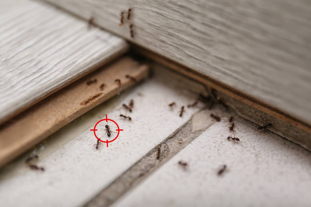 Best Residential Pest Control  in Volga, SD
