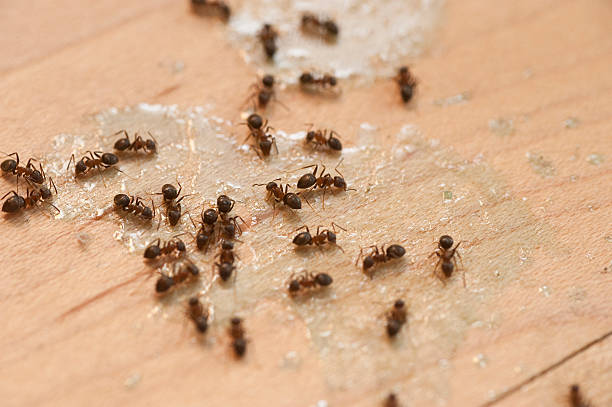 Best Best Pest Control Companies  in Volga, SD