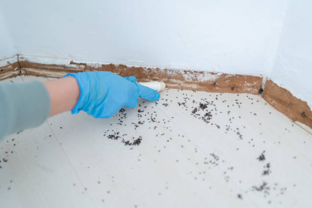 Best Insect Control  in Volga, SD
